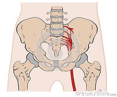 The pelvis consists of the sacrum, the coccyx,the ischium, the ilium, and the pubis. Stock Photo