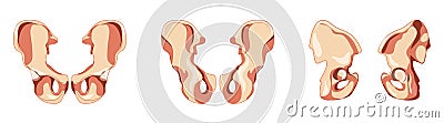 Pelvis hip bone Skeleton os coxae, innominate, pelvic, coxal bone Human front back side view. Realistic flat natural Vector Illustration