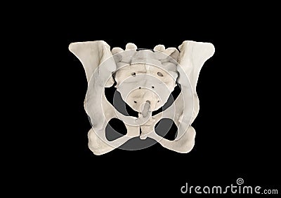 Pelvis, Human skeleton, Female Pelvic Bone anatomy, hip, 3D artwork, Bones Labeled Anatomy top View, black background Cartoon Illustration