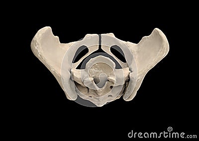 Pelvis, Human skeleton, Female Pelvic Bone anatomy, hip, 3D artwork, Bones Labeled Anatomy top View Cartoon Illustration