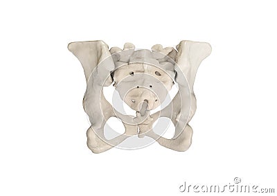 Pelvis, Human skeleton, Female Pelvic Bone anatomy, hip, 3D artwork, Bones Labeled Anatomy back View, White background Cartoon Illustration