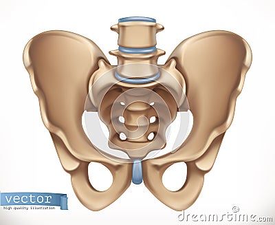 Pelvis structure. Human skeleton, medicine. vector icon Vector Illustration