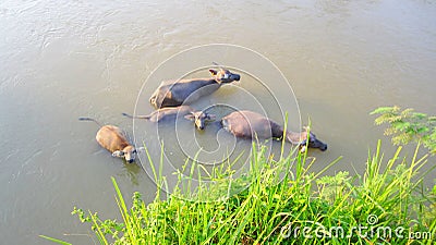 Pemalang, Central Java, Indonesia. buffalo family swimming in the morning Stock Photo