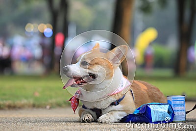 Pembroke Welsh Corgi dog rear portrait Stock Photo