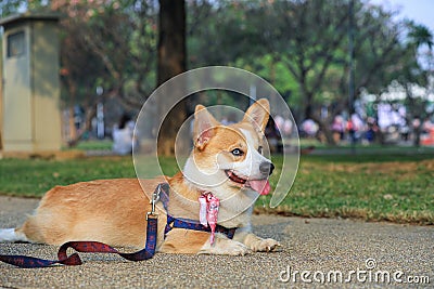 Pembroke Welsh Corgi dog rear portrait Stock Photo