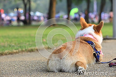 Pembroke Welsh Corgi dog rear portrait Stock Photo