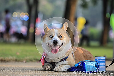 Pembroke Welsh Corgi dog rear portrait Stock Photo