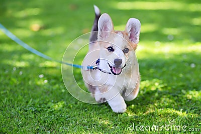 Pembroke welsh corgi puppy running Stock Photo