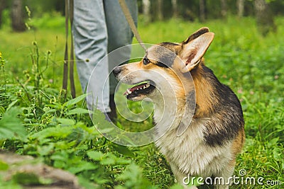 Pembroke welsh corgi on a summer walk in the forest Stock Photo