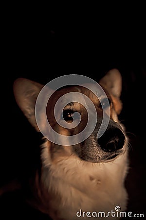 Pembroke Welsh Corgi, Welsh Corgi portret in dark backround. Beautiful comic animal Stock Photo