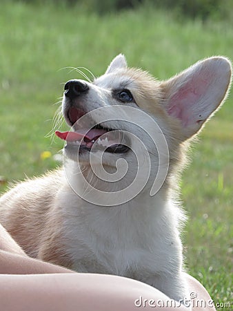 Corgi smile Stock Photo