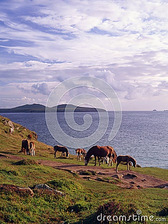 Pembrokeshire wild ponies Stock Photo