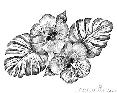 Pen drawing hibiscus flowers with monstera leaves isolated on white background Cartoon Illustration