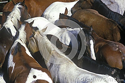 Pen of horses at 65th Annual Inter-Tribal Ceremonial Indian Rodeo, Gallup, NM Stock Photo