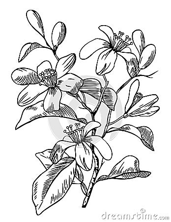 Orange Blossom Cartoon Illustration