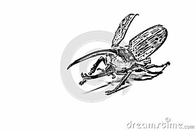 Pencil drawing of the beetle Hercules Stock Photo