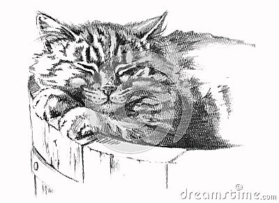 Pencil drawing of cat Stock Photo