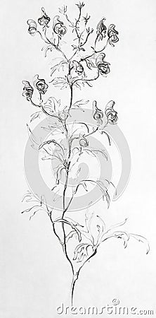 Pencil drawing flower Cypripedium Stock Photo