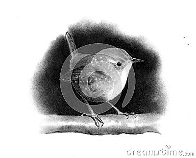 Pencil Drawing of a Little Wren Stock Photo