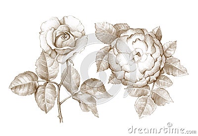 Pencil drawing of roses Stock Photo