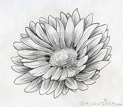 Daisy flower pencil sketch Stock Photo