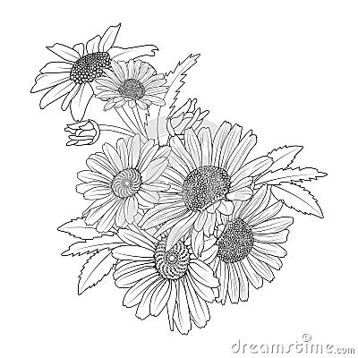 Pencil realistic daisy flower doodle. simple daisy line drawing, Gerbera daisy flower line drawing, Pale Purple Coneflower, Vector Illustration