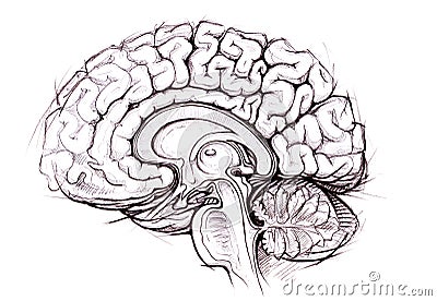 Pencil skethy study of human brain Cartoon Illustration