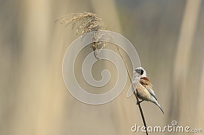 Penduline tit Stock Photo