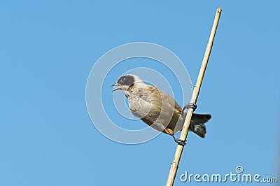 Penduline tit Stock Photo