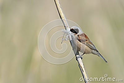 Penduline tit Stock Photo