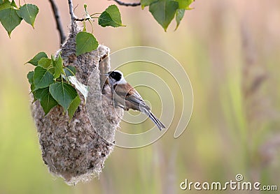 Penduline Tit Stock Photo