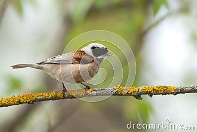 Penduline Tit Stock Photo