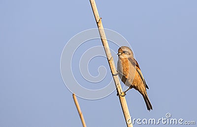 Penduline Tit on Reed Stock Photo