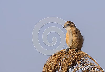 Penduline Tit on Top of Reed Stock Photo