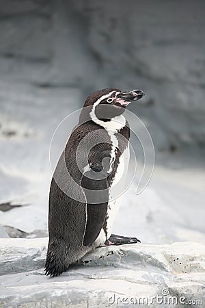 Penguin Stock Photo