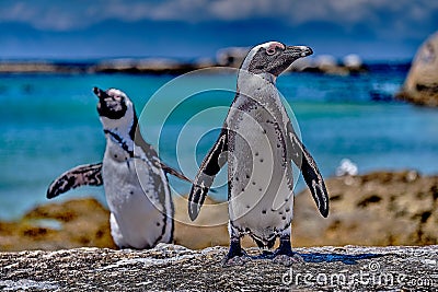 Penguin in Africa Stock Photo