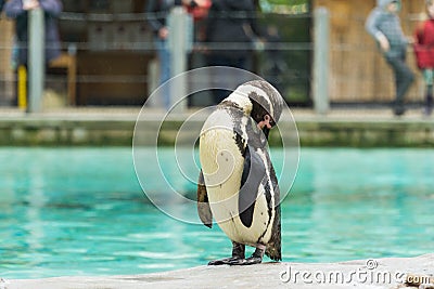 Penguin from the Antartic Stock Photo