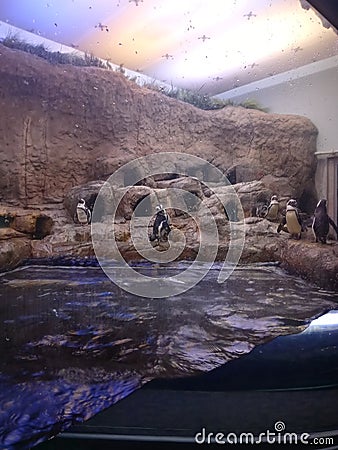 Penguin aquarium zoo Gatlinburg Tennessee Editorial Stock Photo