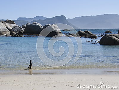 Penguin on beach Stock Photo