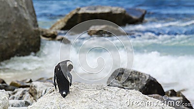 Penguin Beach, South Africa Stock Photo