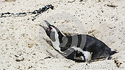 Penguin Beach, South Africa Stock Photo