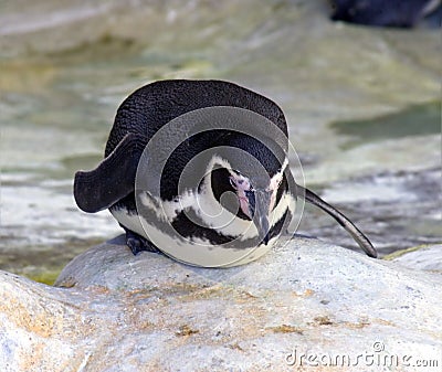 Penguin bird-point not flying vertebrate humboldt Stock Photo