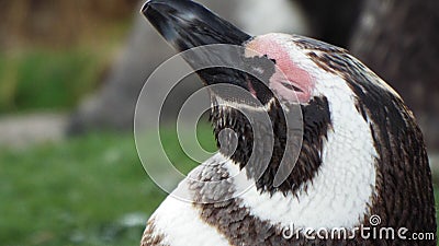 Penguin Stock Photo