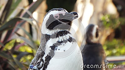 Penguin Stock Photo