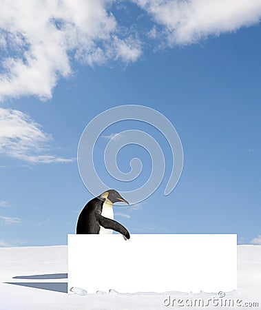 Penguin with blank sign Stock Photo