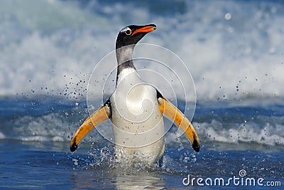 Penguin in the blue waves. Gentoo penguin, water bird jumps out of the blue water while swimming through the ocean in Falkland Isl Stock Photo