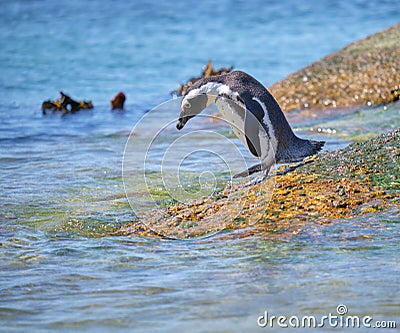 Penguin Bolder colony Stock Photo