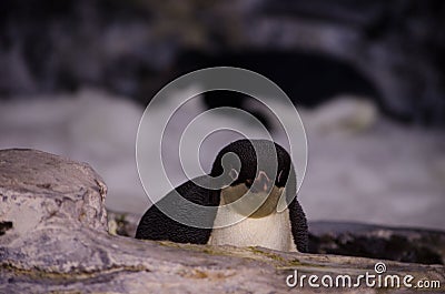 A Penguin chick at Seaworld, Orlando Editorial Stock Photo