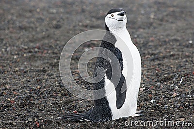 Penguin - chinstrap - Pygoscelis antarctica on Deception Island, Antarctica Stock Photo