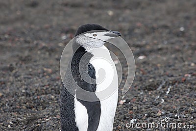 Penguin - chinstrap - Pygoscelis antarctica on Deception Island, Antarctica Stock Photo